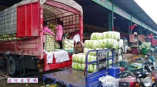 市场|【通河快报】又到白菜储藏季 通河市场好又多