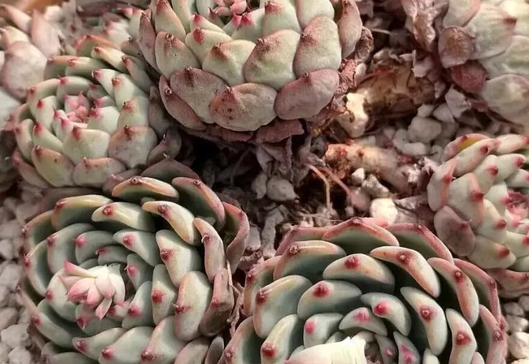 你不一定知道的多肉植物养护小秘密