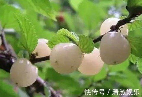 樱桃|立秋后,每天当零食吃一把,祛除雀斑,女人想皮肤细腻又光滑试试