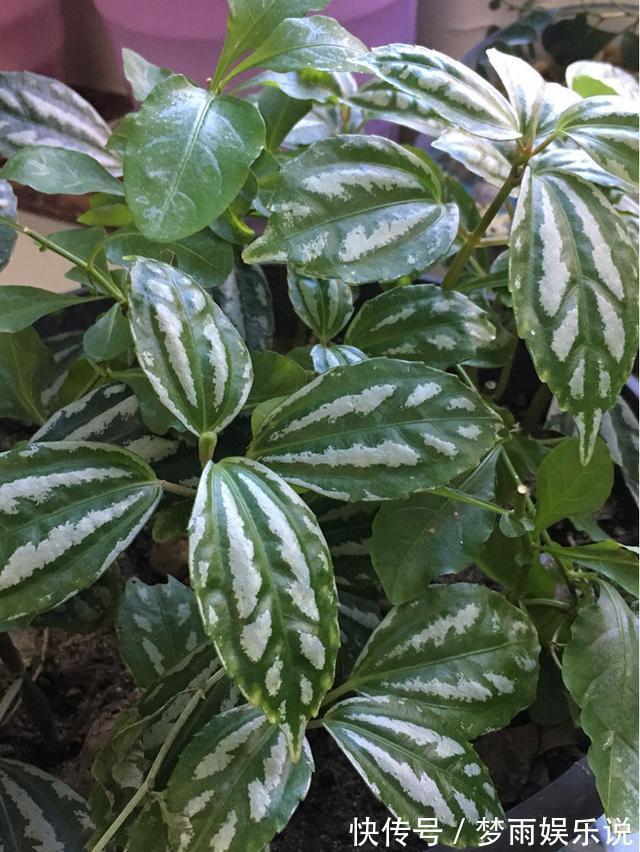 花叶|花叶冷水花耐阴又好养,在家养上一盆,清新又雅致