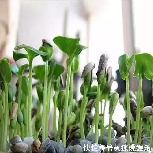 一个月|此种水果吃完不要扔,放盆里泡下,7天发芽,一个月必爆盆