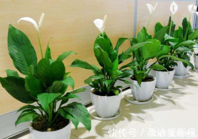 招财树|这几种花儿既漂亮又好养,寓意又吉祥,养在家中,何乐而不为呢?