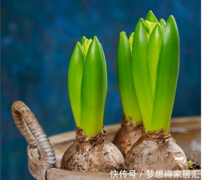 生活中冬天常见的花,都含有毒,养护需小心,摆放有讲究