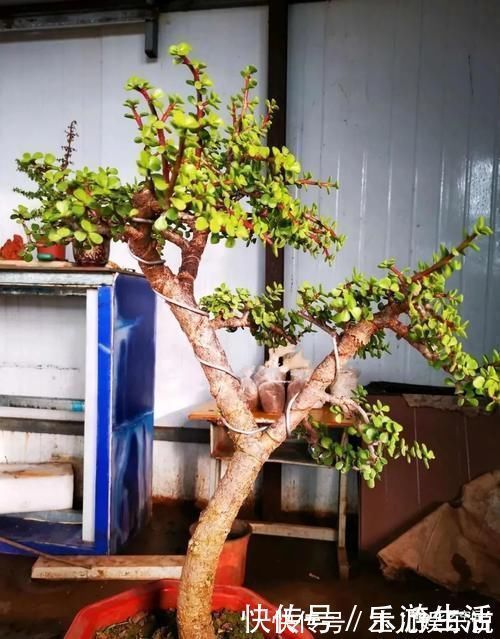 金枝玉叶太好养了，常用两种水，嫩叶冒不停，长势很喜人