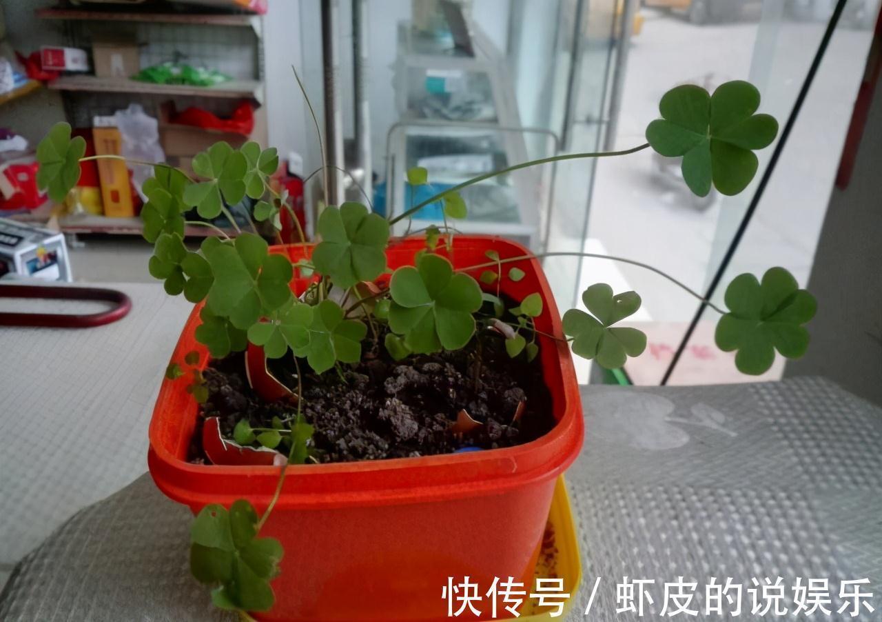 养殖|路边不起眼的三叶草,按照基础4招走,轻松养出草本老桩