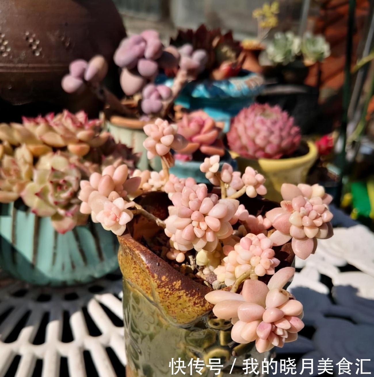 越养越丑的“三多肉”，已经拉入新手黑名单，别再把它们当作宝