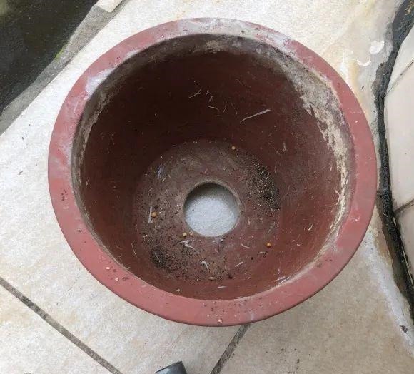 长寿花换盆,切忌越换越大,一直用小盆养才好!