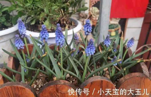 记录一下我养过的花，1000多盆都有啥