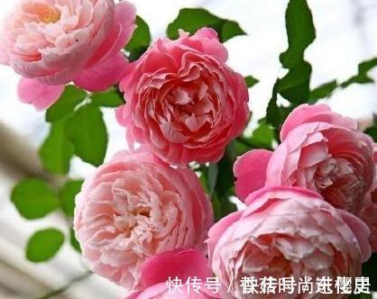 月季|欧月为什么这么受人欢迎,它跟普通月季有什么不一样,今天来说说
