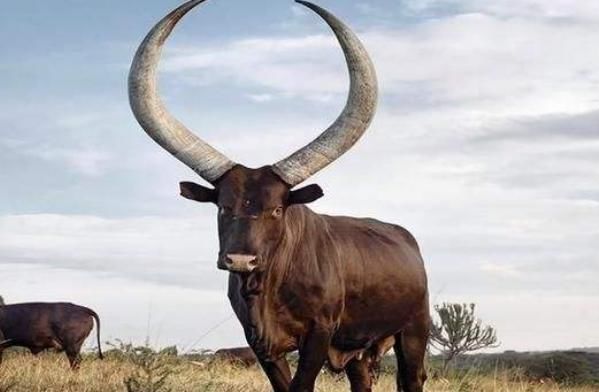 世上牛角最大的牛,牛角长度可达2米,现实