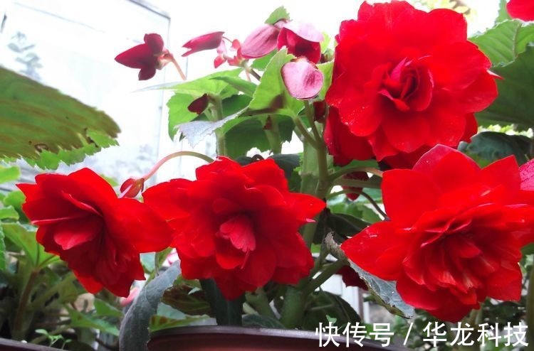 夫妻花|喜欢菊花,不如养盆夫妻花,色泽艳丽,美爆了