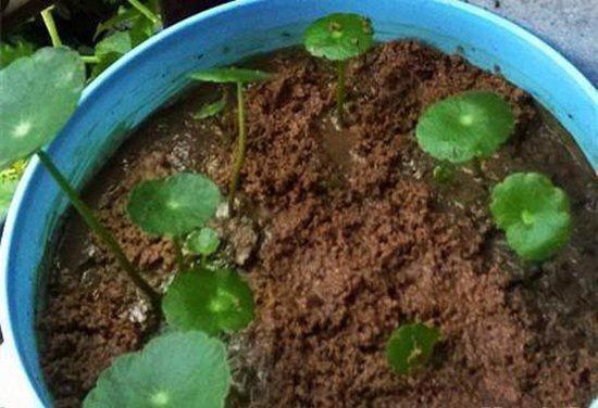 盆栽|3种“招财花”,掐个叶子养1盆,旺运又招财,日子越过越好