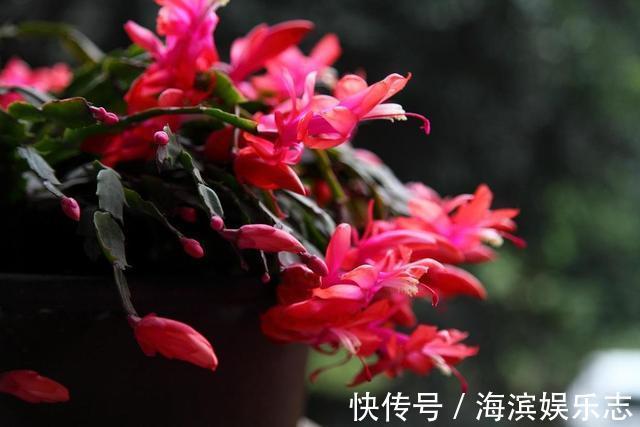 单糖|喂点“甜水”，蟹爪兰不烂根不黄叶，还开满盆花