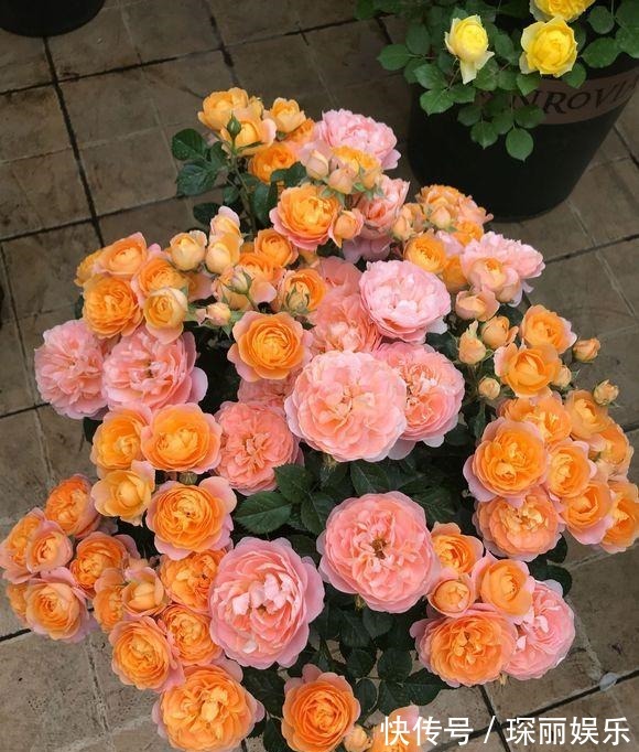 小动作|浇水前做个“小动作”,养花从来不烂根,个个猛开花,刹不住闸