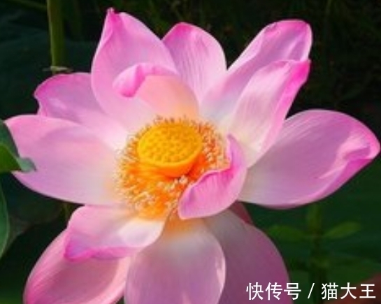 相龙|9月5日起，4属相迎来桃花朵朵，喜事不断，生活越来越美好