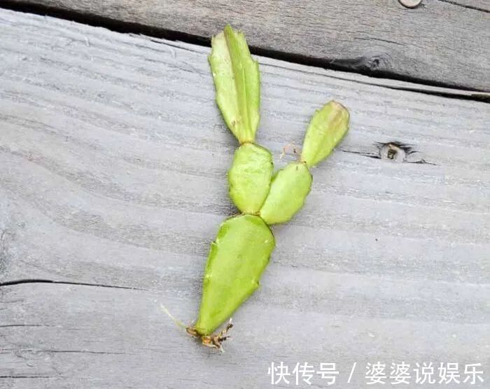 蟹爪兰简单扦插出几十盆，今后随便养，烂掉几棵也有底气