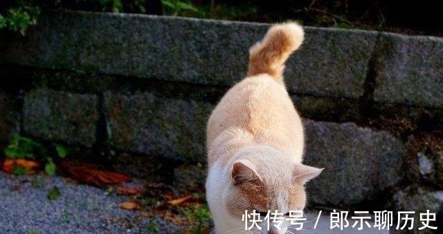 挪威森林猫|十二星座的专属“宠物猫”狮子座挪威森林猫，双鱼座苏格兰折耳猫