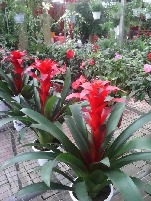 3种“耐阴花”，适合北阳台，不见太阳也能开花，四季轮流开不断