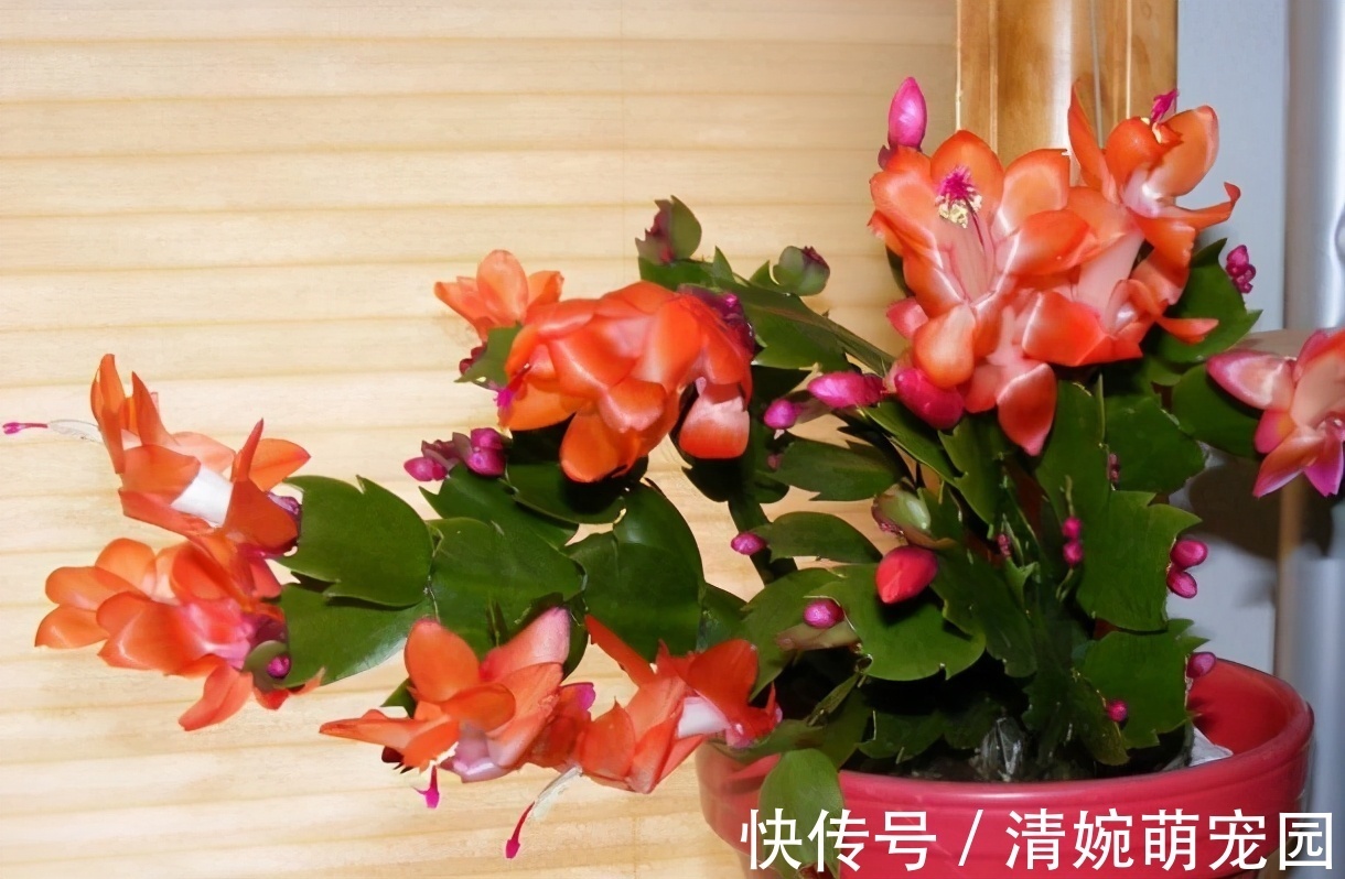 催花|掌握住这个“催花技巧”，养蟹爪兰或其他花卉全不用愁了