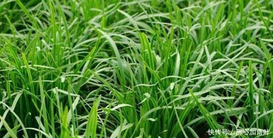 好吃|韭菜盒怎么做好吃吗