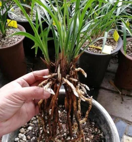新手花友给兰花换盆，提前了解5个要点，根壮叶绿长势旺