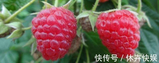 维生素b1|农村此“红宝石”!不但美容养颜,还能延年益寿,你认识吗