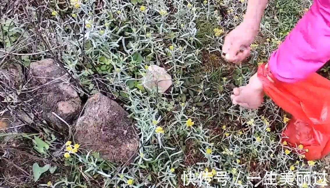 药用价值|田野里面开着小黄花的野菜,可制作一种美味小吃,有一定药用价值