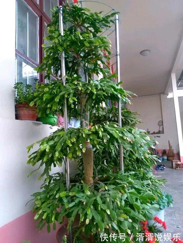 秋天|蟹爪兰度夏“破败不堪”，咔嚓剪一刀，九月满新叶，开花密