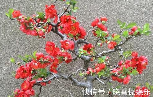 成活率|盆栽木本海棠花，哪个季节，移植成活率最高，其中有啥门道