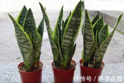 土壤|3种漂亮花,别再花钱买,朋友家摘几片叶子,插在土里就生根!