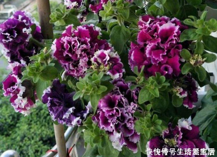 夏炎热|这些花卉美过玫瑰,好养又漂亮,花姿优美,满屋飘香