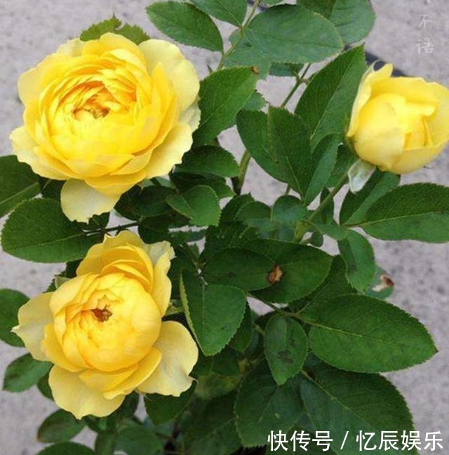 月季花|怎么修剪月季花才能越开越多教你几个修剪技巧