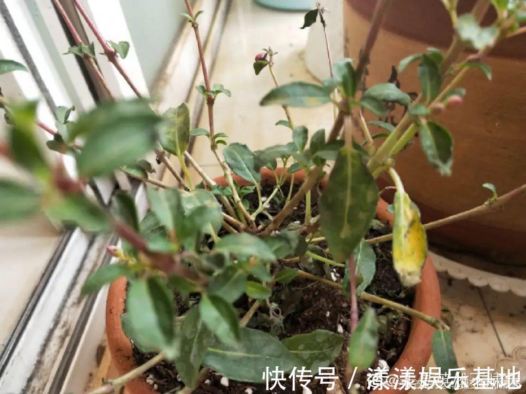 蟹爪兰|10种花要控水，天热反而不能浇，一浇水就死