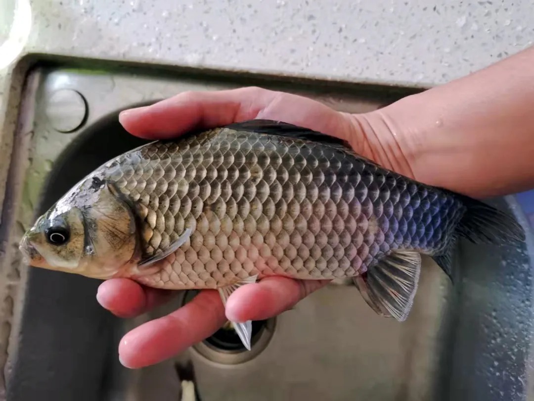 “冬钓边”早就过时了!教你钓鲫鱼的三个钓位,简单省事渔获还多