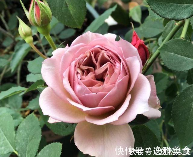 盘点10种古典美复古色系月季,你必须拥有其中一种!