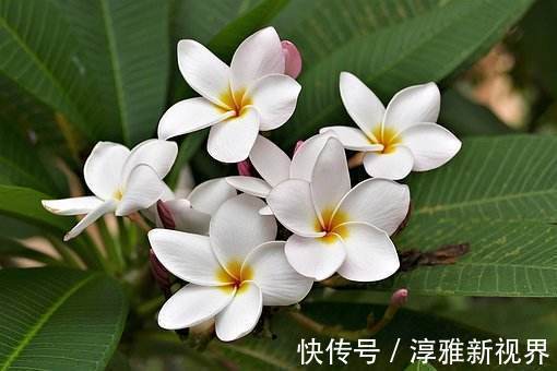 苏蕾|喜欢牡丹,不如养“高档玫瑰”修女伊丽莎白,色彩粉红,极为养眼