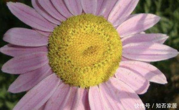 蚊子最害怕此3种花,房间里一定要放几盆,没想到蚊香钱都省了