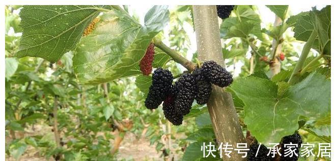 桑树|桑葚熟了，教你做好吃的桑葚酱，放1年不变质，学会做给家人吃