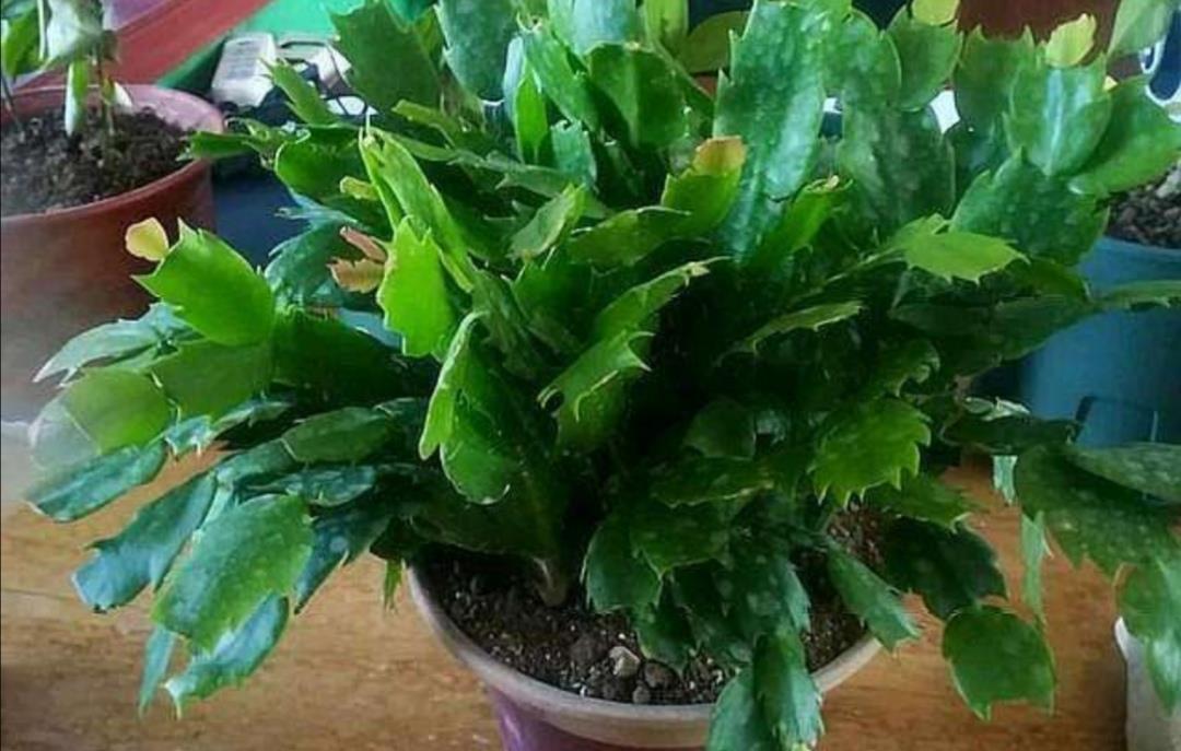 蟹爪兰|蟹爪兰在夏天,3个“禁忌”要牢记,不然叶片干瘪,度夏很难