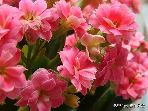 新芽|养长寿花,做到这3个关键点,开花特别多美极了,一盆能养上十年