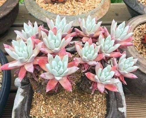 多肉中的“四君子”,圆了花友的“梅兰竹菊”梦,值得收藏