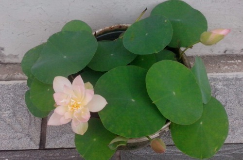 碗莲花儿惹人爱,掌握以下技巧,现在播种,夏天开花不是问题