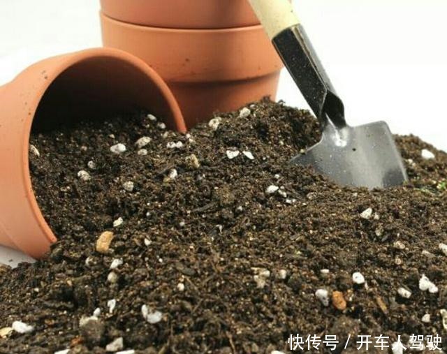 养兰花，用点“万能肥”，叶子油绿挺拔如箭，嗖嗖冒花箭！