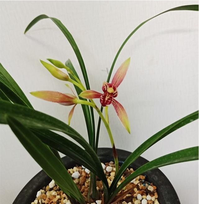 很多人说兰花难养，其实主要还是花友们不懂得一些”诊断“的方法