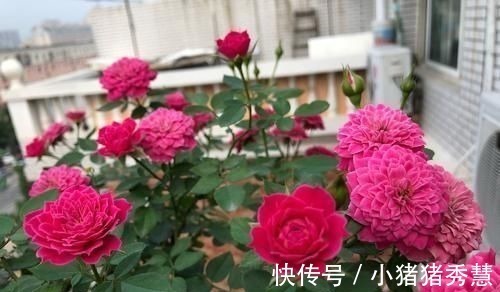 鱼缸|家家都有的1种水,用来浇花,连施肥都省了,养啥旺啥