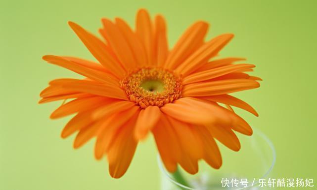 对方|十二星座女倒追谁成功率比较大狮子倒追摩羯,顺利点燃爱情火花