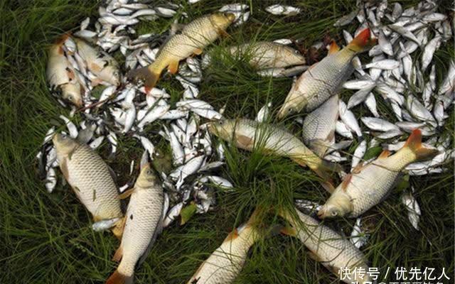 春季钓鱼,打窝不当小杂鱼容易闹窝,做这些调整,提升聚鱼效果