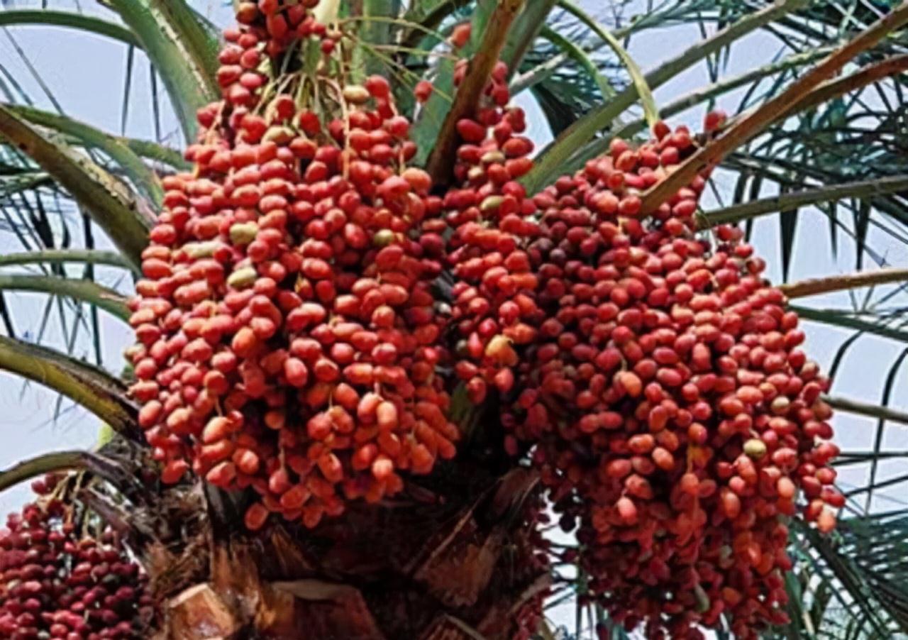 盆栽枣树多年,今年终于来一个大惊喜,邻居都围观凑热闹