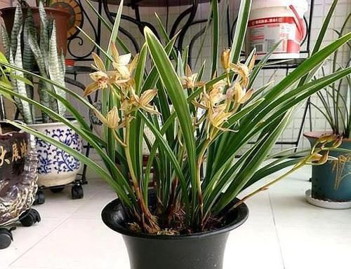 兰花|想养好兰花,下足功夫,掌握方法,长得旺开花多