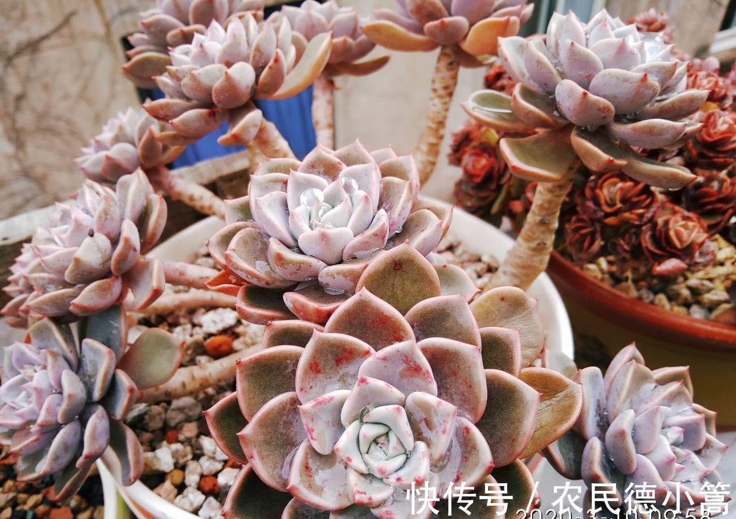 酥皮鸭|多肉花盆不透气,三伏天想换盆?要是像这样操作那换一下也无妨